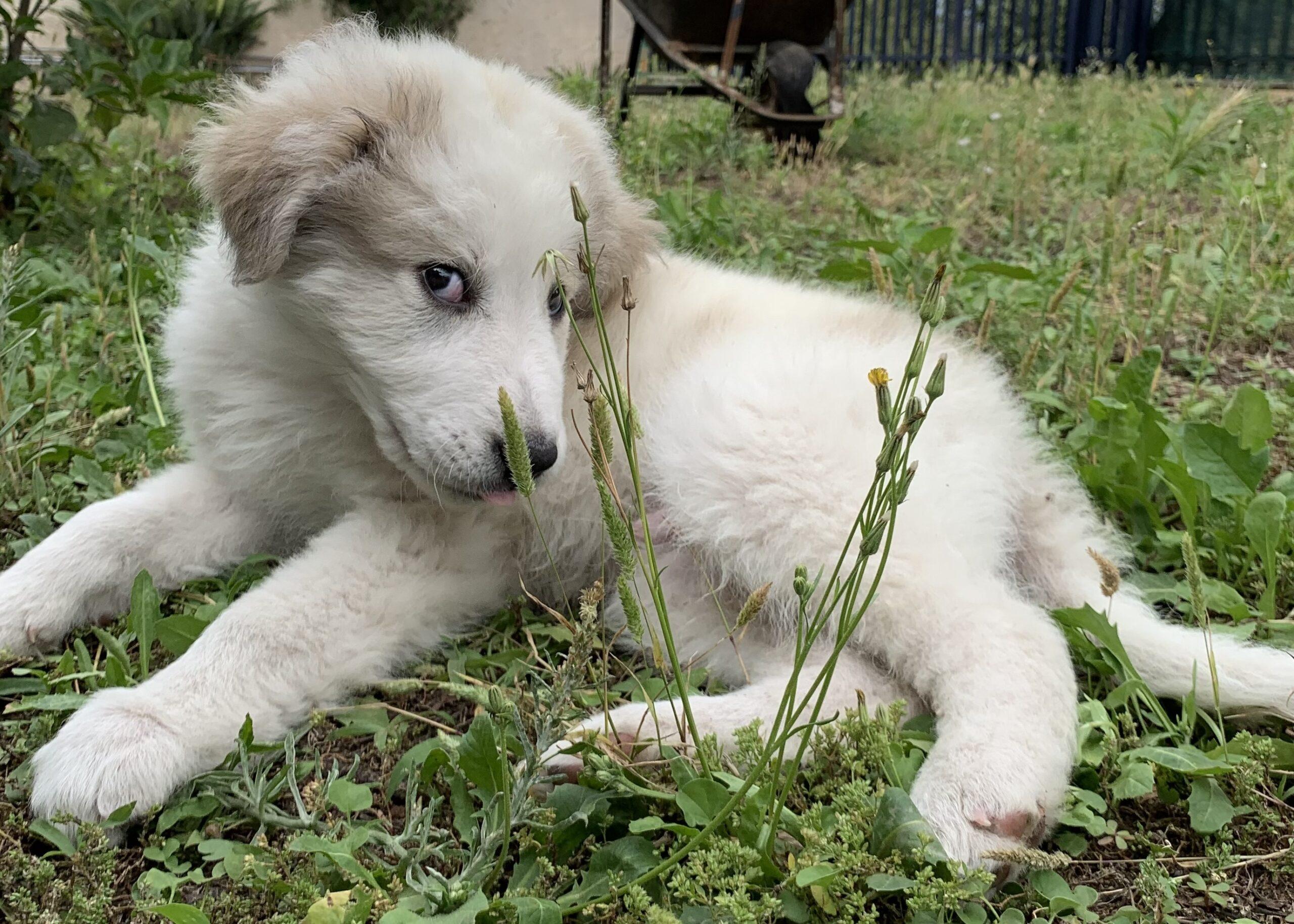 La saggezza dei cani